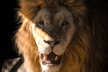 Portrait of a lion on a black background in bright light, emotions