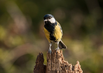 Great Tit sitting on branch
