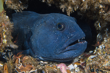 Atlantic wolffish (Anarhichas lupus) at Saltstraumen, Norway