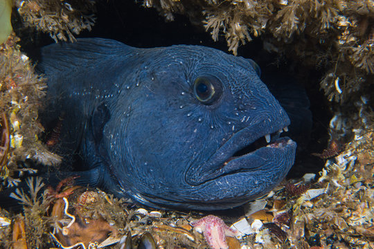 Atlantic wolffish (Anarhichas lupus) at Saltstraumen, Norway