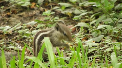 4K video of indian palm squirrel Funambulus palmarum eating nuts sitting in ground.