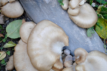 mushrooms on the tree