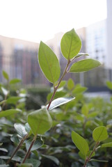 territory of new buildings