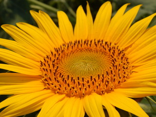 Sunflower in the field of agriculture