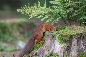 red squirrel, Sciurus vulgaris, close up portrait on pine needle forest floor and tree stump covered in moss on a sunny autumn/fall day in October, Scotland. © Paul