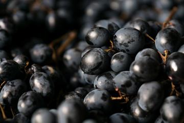 a bunch of black grapes with large berries closeup