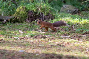 red squirrel, Sciurus vulgaris, on a sunny day running/leaping above a pine needle forest floor during autumn/fall in Scotland.