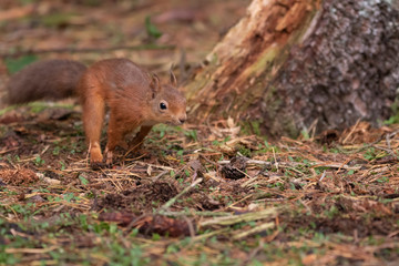 Naklejka na ściany i meble red squirrel, Sciurus vulgaris, on a sunny day running/leaping above a pine needle forest floor during autumn/fall in Scotland.