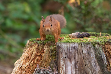 Red squirrel, Sciurus vulgaris, close up portrait amongst leaves and pine tree trunk on a sunny day during October in Scotland.