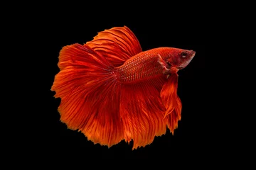 Foto op Plexiglas Het ontroerende moment mooi van rode siamese betta vis of fancy betta splendens vechten vis in thailand op zwarte achtergrond. Thailand noemde Pla-kad of halve maan bijtende vis. © Soonthorn