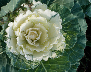 Ornamental cabbage. White flower in green leaves