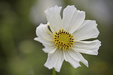 beautiful white cosmos flower