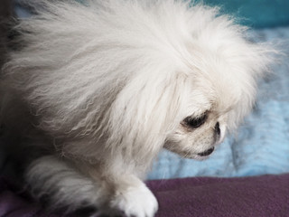 white pekingese puppy