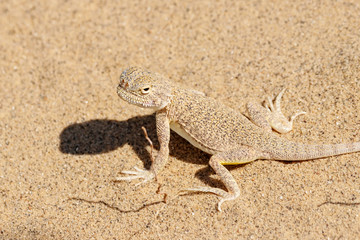 Toadhead agama Phrynocephalus mystaceus on a sand dune in Dagestan. Lizard in wildlife.