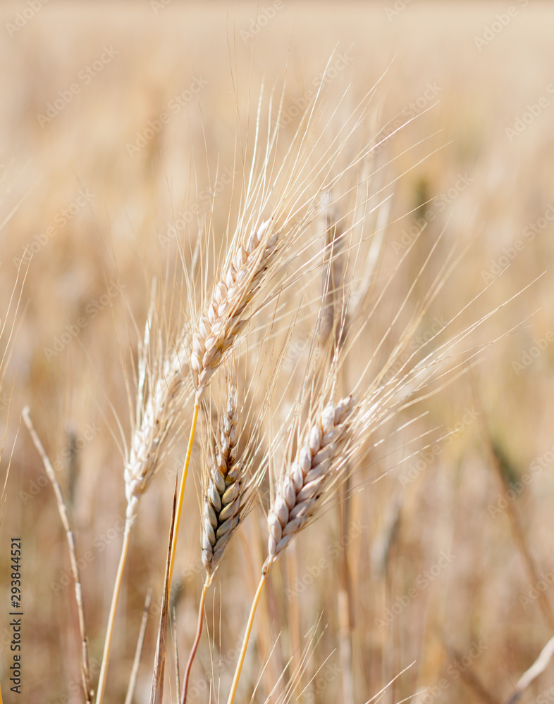 Wall mural field of wheat in summer time