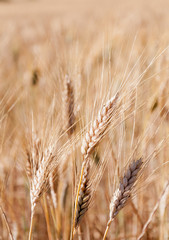 Field of wheat in summer time