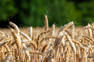 Fototapeta premium Getreide in Deutschland