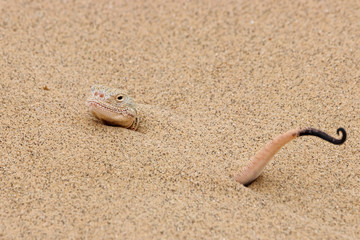 Toadhead agama Phrynocephalus mystaceus male on a sand dune in Dagestan dug into sand. Lizard in wildlife.