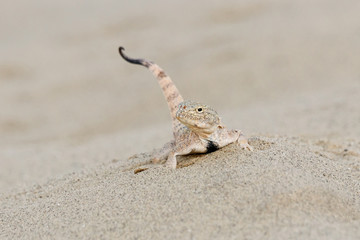 Toadhead agama Phrynocephalus mystaceus on a sand dune in Dagestan. Lizard in wildlife.