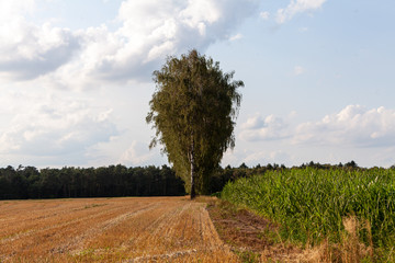 Getreide in Deutschland
