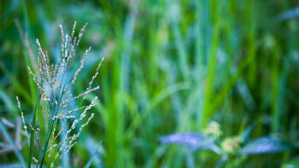 Scenery of leaves with dew after rain and nature images