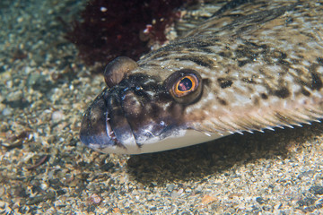 Atlantic halibut (Hippoglossus hippoglossus) at Saltstraumen, Norway