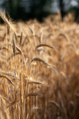 Getreide in Deutschland