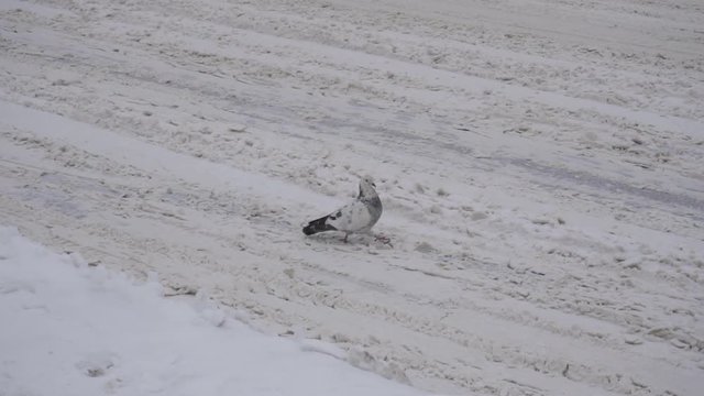 Bird dove goes on a snowy road in winter, background, slow motion