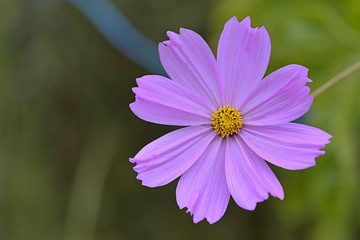 pink cosmos flower in the garden