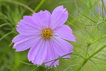 Fototapeta premium pink cosmos flower in the garden