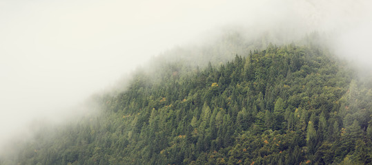 Mist over forested mountain slope. Dense low lying clouds rolling over mountain range. Early autumn scene