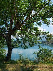 trees and blue sky