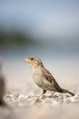 House sparrow (Passer domesticus)