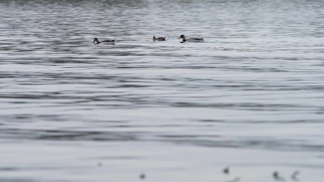three wild ducks swim along the river in calm windless weather