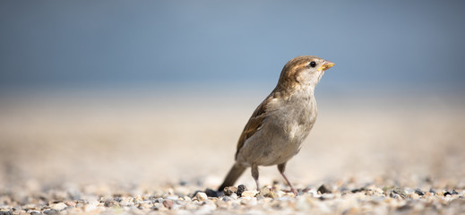 House sparrow (Passer domesticus)