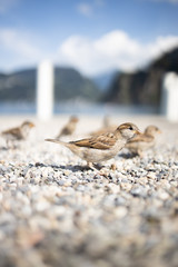House sparrow (Passer domesticus)