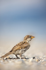 House sparrow (Passer domesticus)