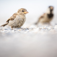 House sparrow (Passer domesticus)