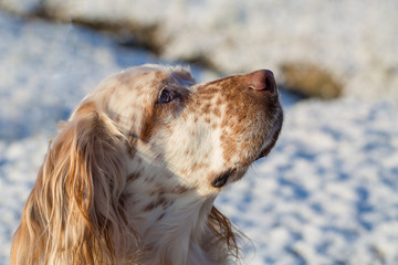 Outdoor profile portrait of an orange belton English Setter with snow covered ground in the...