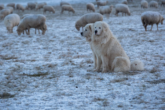 Two Pyrenean Mountain Dogs keeping watch over their flock of sheep on a cold and frosty winter morning.