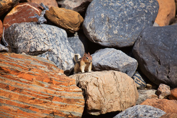 Chipmunk rests on a rock formation in Banff National Park