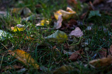 Background or texture of grass and fallen and yellowed leaves in autumn.