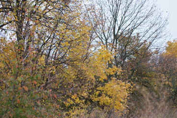 trees in autumn