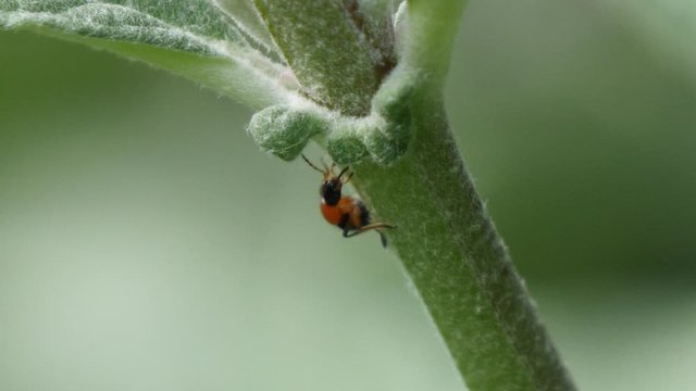 red and black insect on the leaf, slow motion extreme close up shot