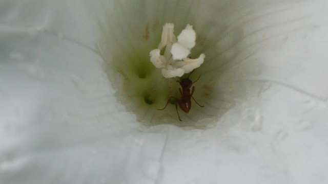 Red Ant Collecting Nectar In The White Flower. Extreme close up static shot with shallow depth of field