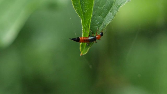red black insect laying the eggs on the green leaf very close to the spiderweb. Static slow motion shot with shallow depth of field