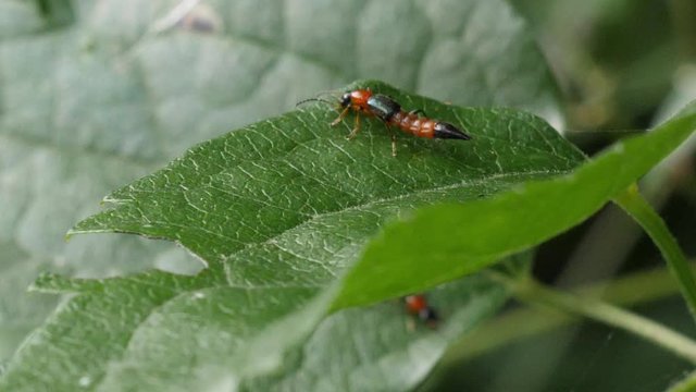 red and black insect on the leaf, slow motion extreme close up shot