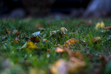 Background or texture of grass and fallen and yellowed leaves in autumn.