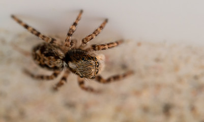 Winzige Jagdspinne lauert