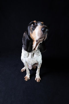 Wide angle full body portrait of a Segugio Ariegeois sitting in front of a black background looking up.
